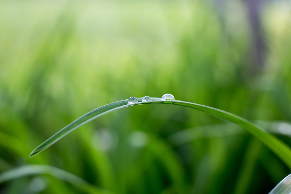 Sustainability Image - Leaf with drops
