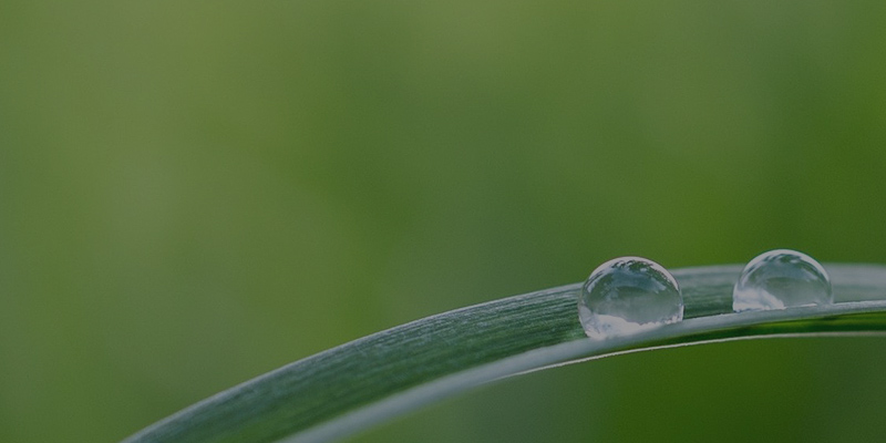 Background Leaf with Water drop